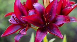Dark Red Lily